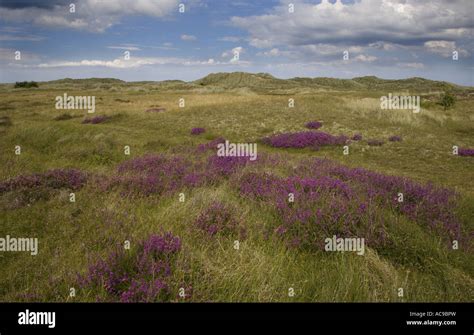 Winterton Dunes Norfolk UK July Stock Photo - Alamy