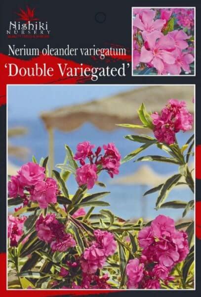 Nerium Variegated Double Pink Oleander 8 Pot Hello Hello Plants