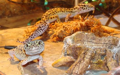 Leopard Gecko Facts And Pictures Reptile Fact