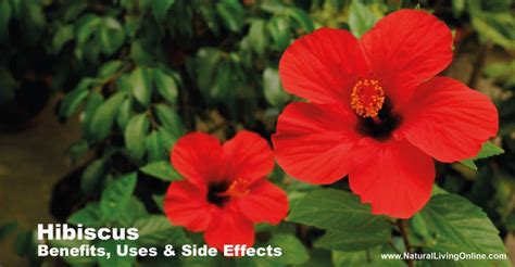 Hibiscus Benefits Uses And Side Effects Comprehensive Guide Natural