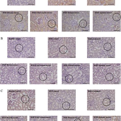 A Photomicrographs Of Immunohistochemical Expression Of Cox In