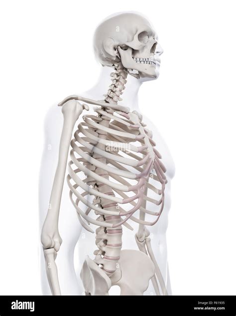 Medically Accurate Illustration Of The Skeletal Thorax Stock Photo Alamy