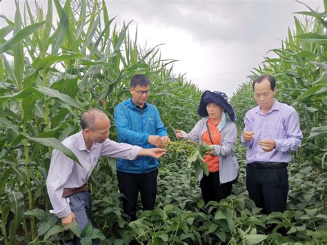 河池市农业科学研究所赴忻城、都安等4县区开展玉米受灾情况调研及灾后生产技术服务活动河池广西壮族自治区农业农村厅