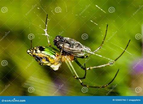 A green garden spider stock photo. Image of garden, daddylonglegs - 52665766