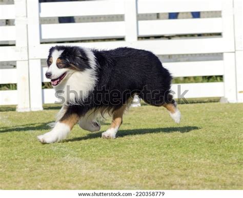 australische herder images stock  vectors shutterstock