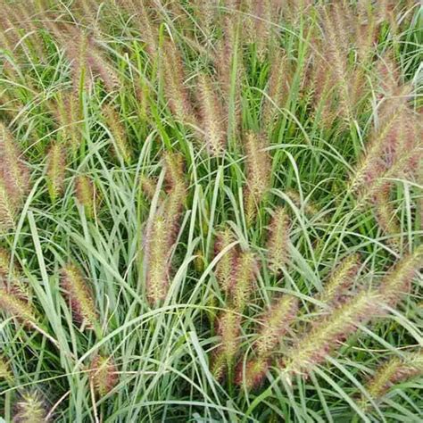 Miscanthus giganteus (Miscanthus giganteus) - position, watering ...