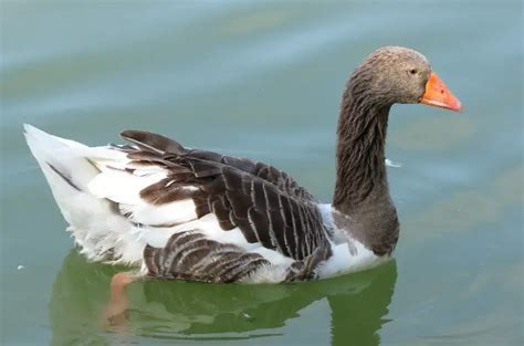 Toulouse Goose Full Breed Profile And For Sale Info Pictures