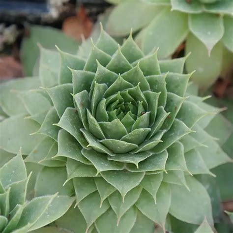 11 Pet Safe Succulents (With Pictures)| Succulents Network