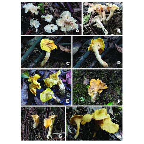 Basidiomata Of Cantharellus Subg Cantharellus Species A B