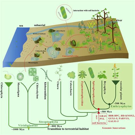 Terrestrial Habitat Plants