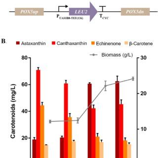 Restoring Uracil Or And Leucine Biosynthesis In Strain DN21 A Two