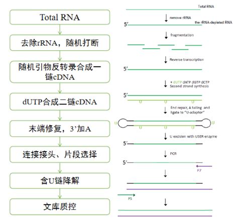 Rna结合蛋白研究技术：rip Seq实验分析流程及案例分享 哔哩哔哩