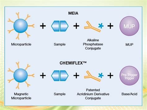 Microparticle Enzyme Immunoassay Meia Thyroid Function Tests 1