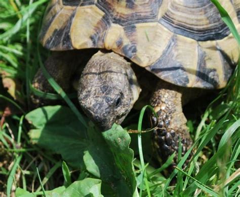 Cosa Mangiano Le Tartarughe Di Terra La Guida Alimentare Completa