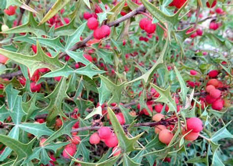 Agarita Is A Native To Love By Steve Huddleston Neil Sperry S Gardens