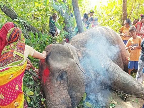 Another Female Elephant Killed मारी गयी एक और मादा हाथी और ना मारे