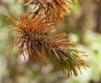 How To Save A Dying Tree Artofit