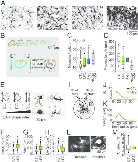 Morphological Correlates Of Microglial Activation As Revealed By Iba