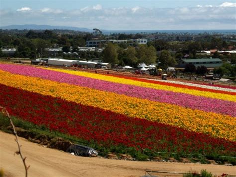 Carlsbad Flower Fields, Carlsbad, CA - California Beaches