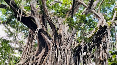 Discover The Majesty Of Curtain Fig Tree In Yungaburra Australia