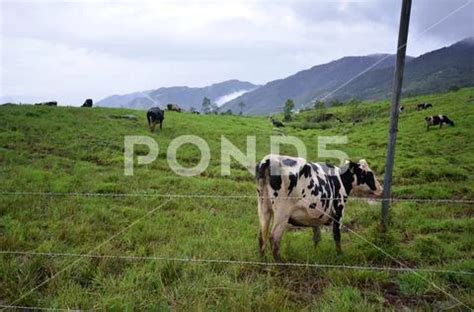 Cattles At Desa Dairy Farm Kundasang Stock Photo 78750125