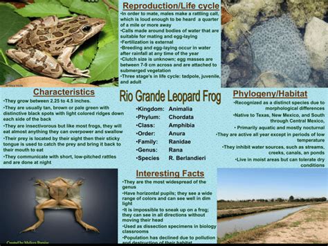 Reproduction/Life cycle