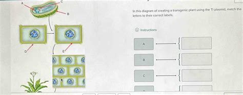 Solved A C In This Diagram Of Creating A Transgenic Plant Using The Ti