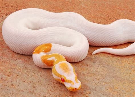 Albino Ball Python Care Guide Price Breeding And Colors