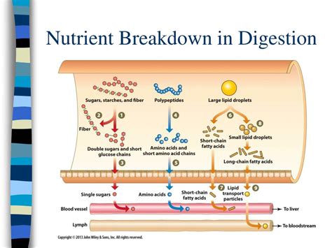 Nutrient Digestion And Absorption Diagram