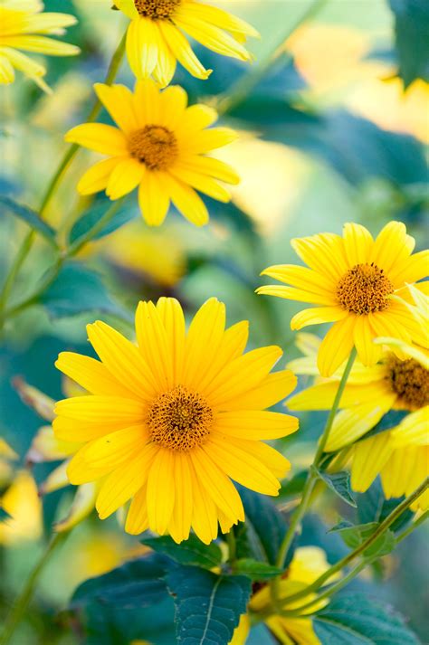 How to Plant and Grow Jerusalem Artichoke
