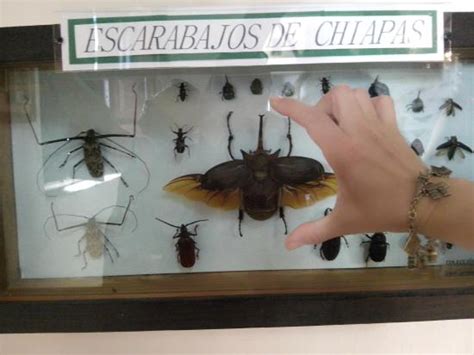 Museo De Bichos E Insectos San Cristóbal De Las Casas 2020 Lo Que