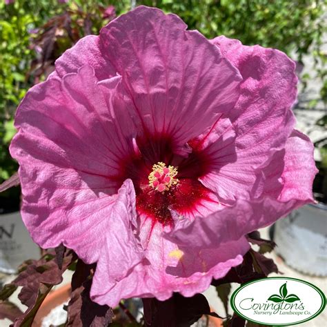 Hardy Hibiscus Inner Glow Covingtons