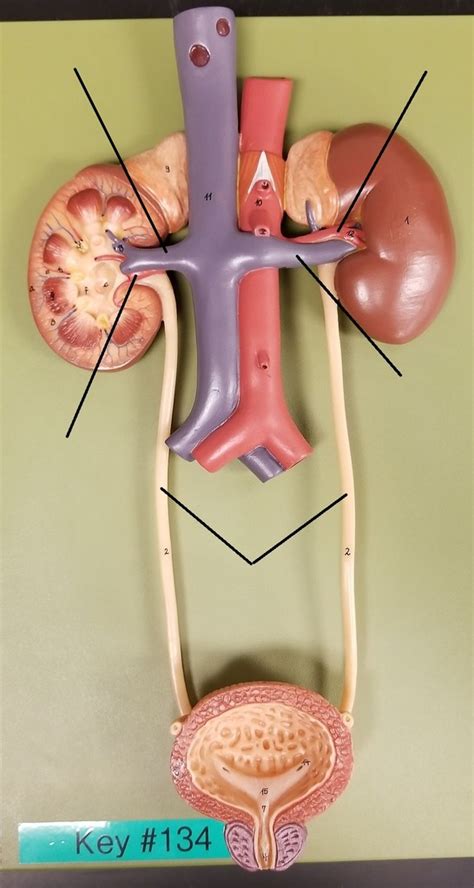 Urinary System Model Diagram Quizlet