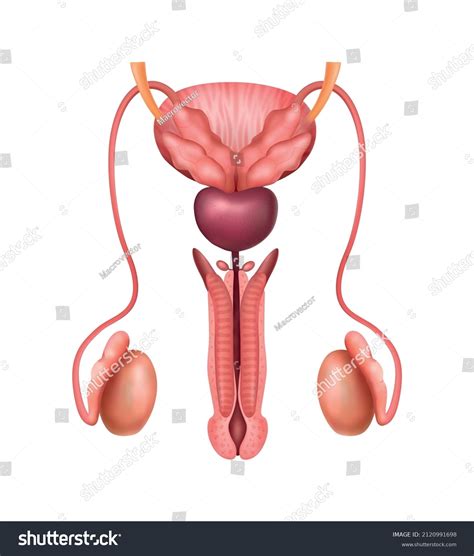 Realistic Male Genitals Human Reproductive System Stock Vector Royalty