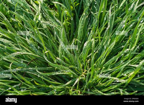 Elytrigia Arrière plan herbacé de juteux haut vert de l herbe de