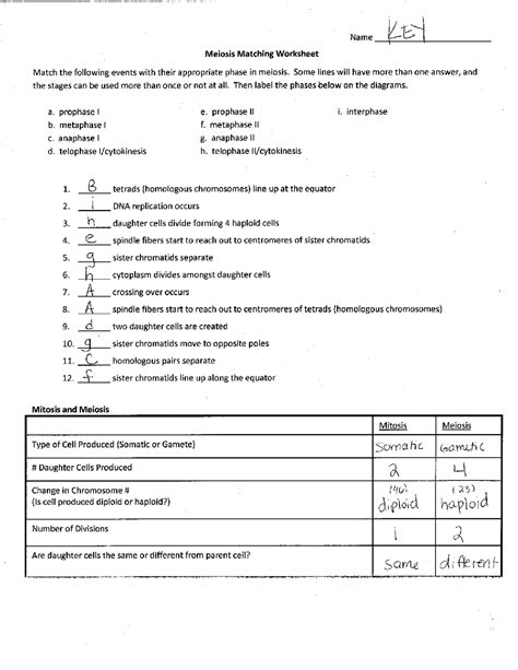 Meiosis Matching Worksheet Answer Key Exercises Cell Biology Docsity