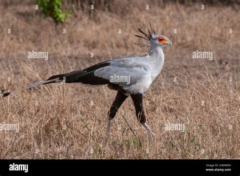 Portrait Of A Secretary Bird Sagittarius Serpentarius Walking Masai