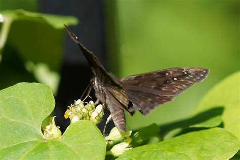 Horace S Duskywing Erynnis Horatius Erynnis Horatius Bugguide Net