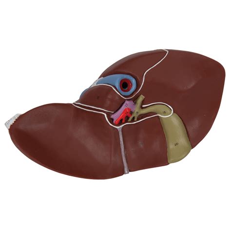 Liver Model With Gall Bladder 3B Smart Anatomy 1014209 3B