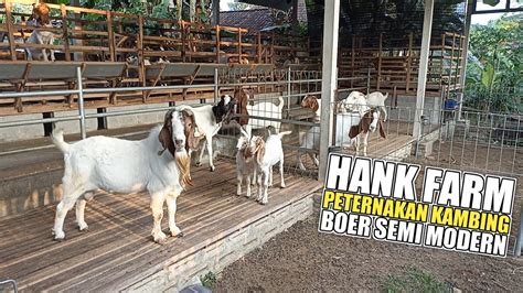 Peternakan Kambing Boer Semi Modern Hank Farm Sahabat Sapi Dolan