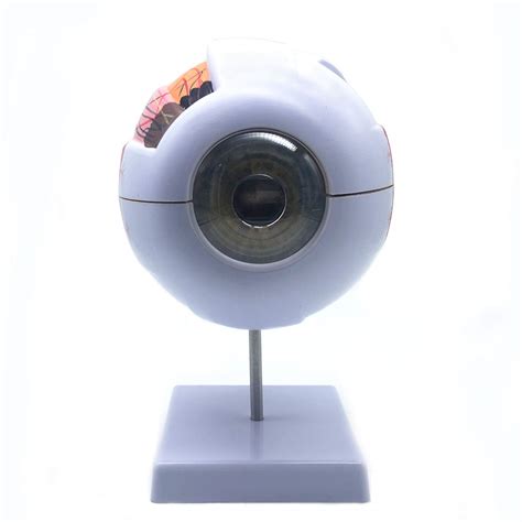 X Enlarged Human Eye Anatomical Model Anatomically Accurate Eye Model