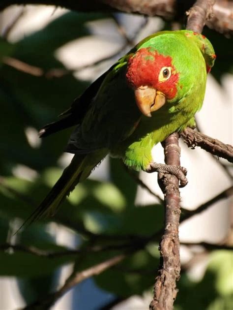 Conure - Learn About Nature