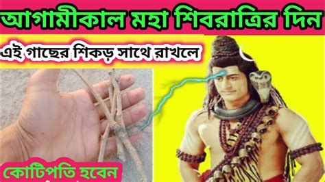 শিব রাত্রির দিন পারলে সাথে রাখুন এই গাছের শিকড় সমস্ত বিপদ আপদ দুর হবে