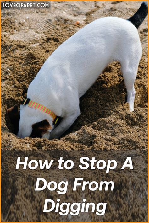 How To Stop A Dog From Digging 5 Tips Love Of A Pet Digging Dogs