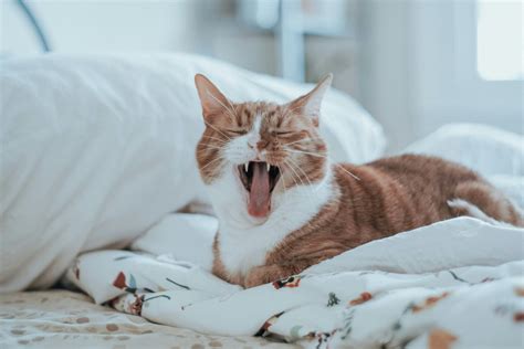 Common Cat Illnesses and Treatments - Port Kennedy Veterinary Hospital