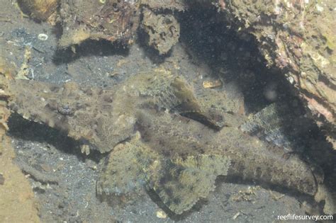 Cymbacephalus Beauforti Crocodilefish Reef Life Survey