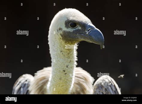 A Vulture Portrait Back Lit Stock Photo Alamy