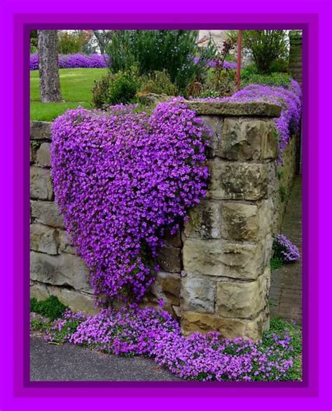 Stone Wall With Beautiful Purple Flowers Easy Perennials Beautiful