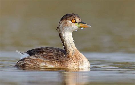 Little grebes are found throughout the subcontinent, except in the high Himalayas, even thriving ...