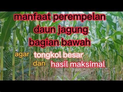 Manfaat Perempelan Daun Jagung Bagian Bawah Dan Cara Yang Tepat Agar